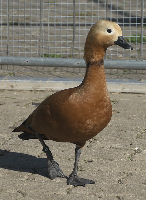 人能力完美